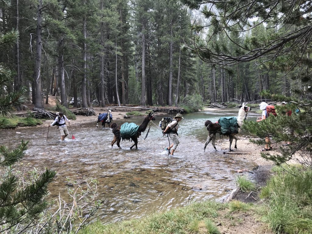 Llama crossing Evolution Creek