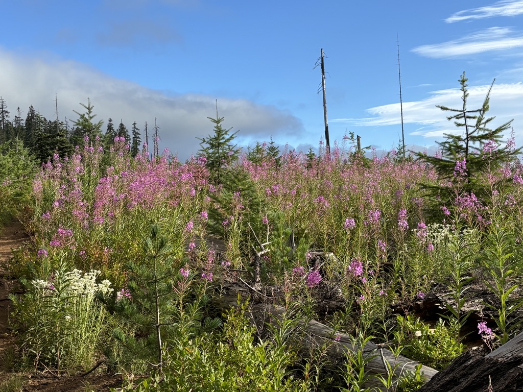 Fireweed