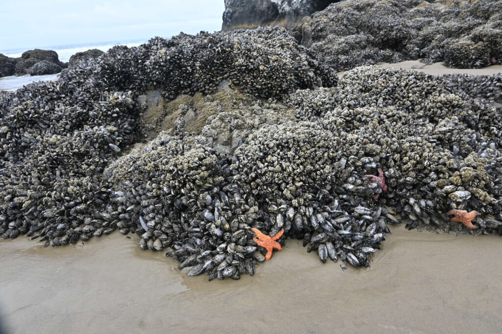 Sea stars at low tide